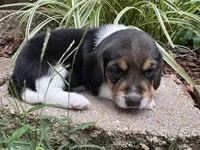Tyler, a male Beagle for sale in Fordland, MO – 9 of 10