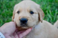 Duke, a male Golden Retriever for sale in Fordland, MO – 2 of 7