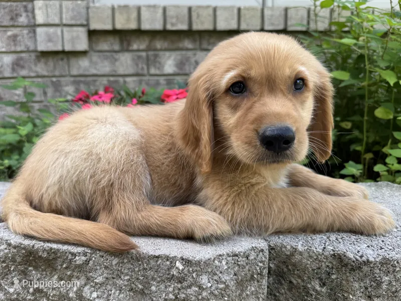 Teddy-aqua – Golden Retriever puppy for sale in Fordland, MO