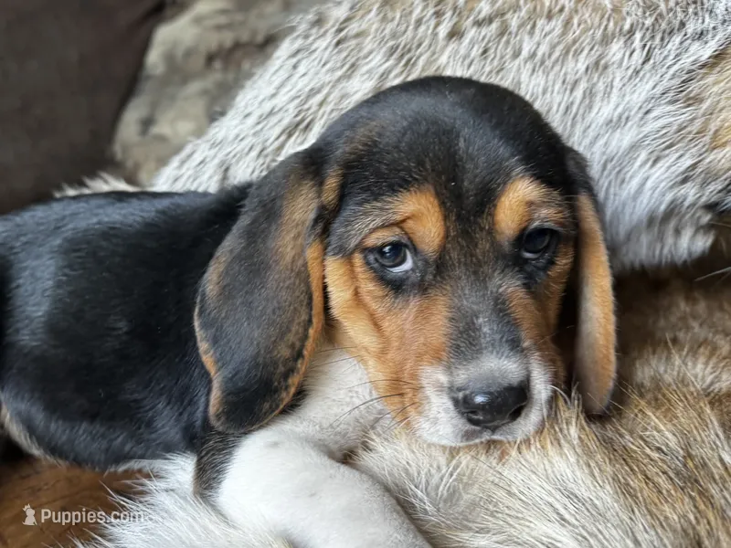 Tyler – Beagle puppy for sale in Fordland, MO
