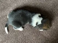 Scout, a male Beagle for sale in Fordland, MO – 6 of 10