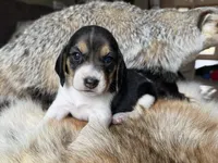 Paisley , a female Beagle for sale in Fordland, MO – 2 of 10