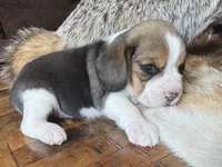 Paisley , a female Beagle for sale in Fordland, MO – 2 of 9