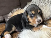 Champ, a male Beagle for sale in Fordland, MO – 4 of 10