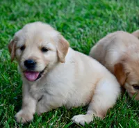 Rex, a male Golden Retriever for sale in Fordland, MO – 3 of 8