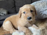 Teddy-aqua, a male Golden Retriever for sale in Fordland, MO – 10 of 10