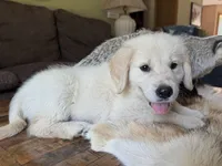 Cody-green, a male Golden Retriever for sale in Fordland, MO – 6 of 9
