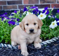 Tilly, a female Golden Retriever for sale in Fordland, MO – 4 of 8
