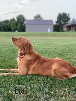 Tilly, a female Golden Retriever for sale in Fordland, MO – 7 of 8