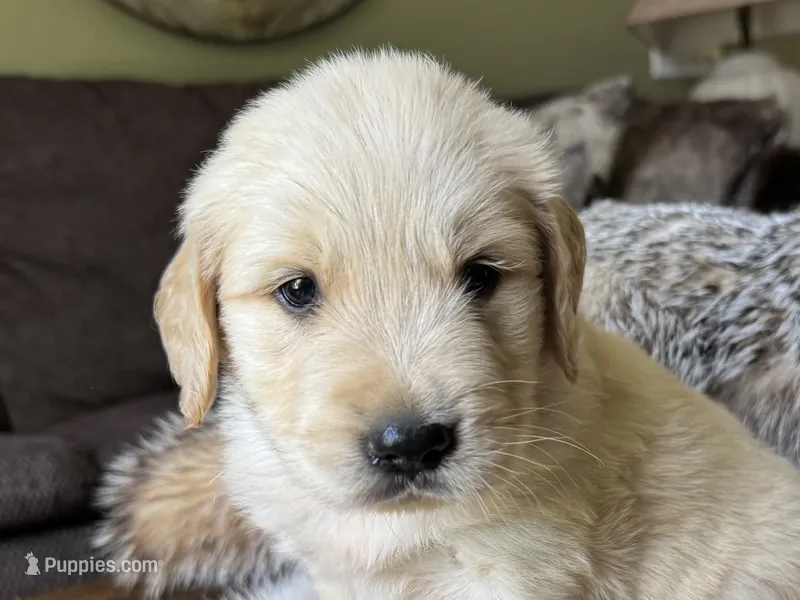 Rocky-red – Golden Retriever puppy for sale in Fordland, MO