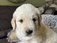 Rocky-red, a male Golden Retriever for sale in Fordland, MO – 1 of 10