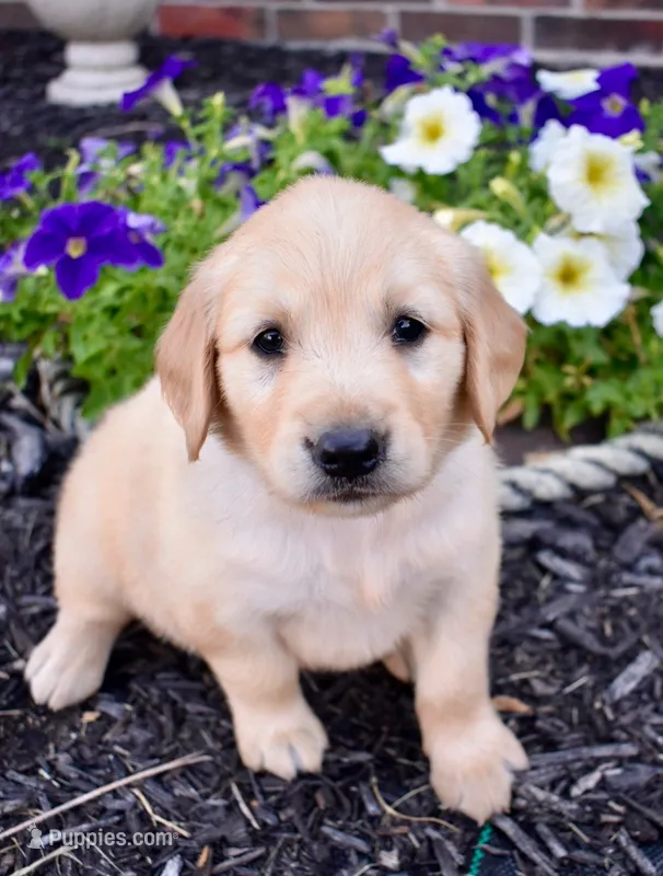 Honey – Golden Retriever puppy for sale in Fordland, MO