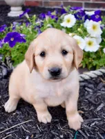 Honey, a female Golden Retriever for sale in Fordland, MO – 1 of 6