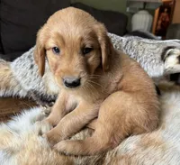 Copper-orange , a male Golden Retriever for sale in Fordland, MO – 7 of 10