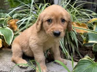 Teddy-aqua, a male Golden Retriever for sale in Fordland, MO – 5 of 10