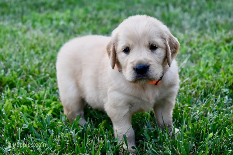 Tilly – Golden Retriever puppy for sale in Fordland, MO