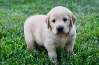 Tilly, a female Golden Retriever for sale in Fordland, MO – 1 of 8