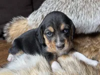Olivia, a female Beagle for sale in Fordland, MO – 9 of 10
