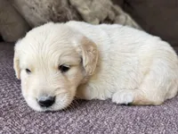 Cody-lt green, a male Golden Retriever for sale in Fordland, MO – 2 of 10