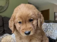 Max-gray, a male Golden Retriever for sale in Fordland, MO – 5 of 10