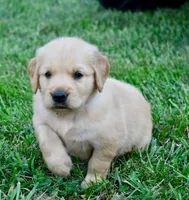 Duke, a male Golden Retriever for sale in Fordland, MO – 1 of 7