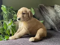 Copper-orange , a male Golden Retriever for sale in Fordland, MO – 3 of 10