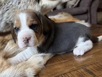Paisley , a female Beagle for sale in Fordland, MO – 8 of 9