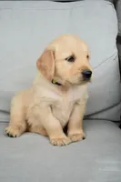 Honey-yellow, a female Golden Retriever for sale in Fordland, MO – 4 of 6