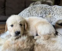 Beau-blue , a male Golden Retriever for sale in Fordland, MO – 3 of 9