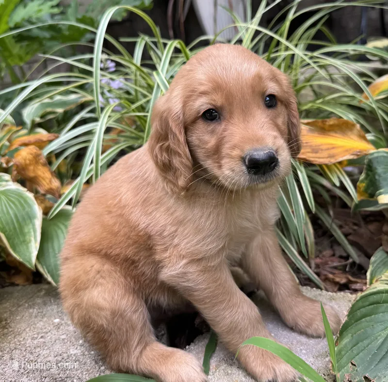 Copper-orange  – Golden Retriever puppy for sale in Fordland, MO