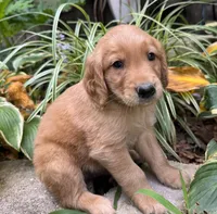 Copper-orange , a male Golden Retriever for sale in Fordland, MO – 5 of 10