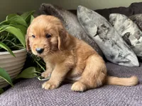 Max-gray, a male Golden Retriever for sale in Fordland, MO – 9 of 10
