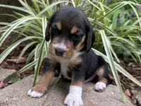 Champ, a male Beagle for sale in Fordland, MO – 8 of 10