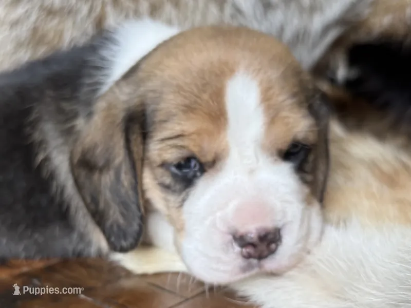 Scout – Beagle puppy for sale in Fordland, MO