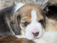 Scout, a male Beagle for sale in Fordland, MO – 1 of 10