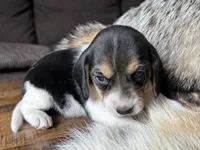 Paisley , a female Beagle for sale in Fordland, MO – 7 of 10