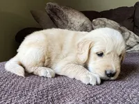 Paisley-pink, a female Golden Retriever for sale in Fordland, MO – 8 of 10