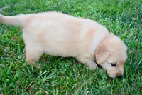 Sadie, a female Golden Retriever for sale in Fordland, MO – 6 of 8