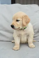 Molly-green, a female Golden Retriever for sale in Fordland, MO – 3 of 6