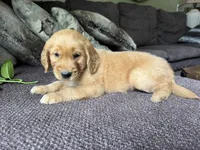 Bear-red, a male Golden Retriever for sale in Fordland, MO – 10 of 10