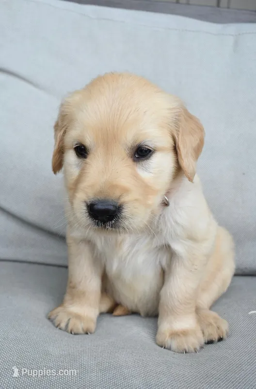 Daisy-Orange  – Golden Retriever puppy for sale in Fordland, MO