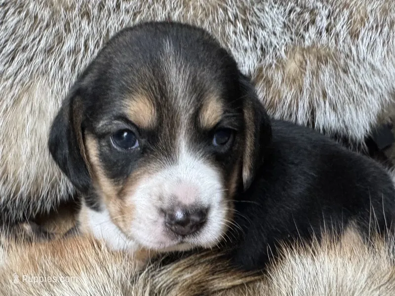 Jordy – Beagle puppy for sale in Fordland, MO