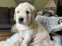 Rocky-red, a male Golden Retriever for sale in Fordland, MO – 6 of 10