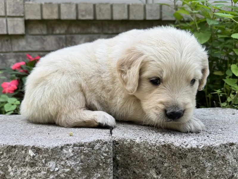 Cody-lt green – Golden Retriever puppy for sale in Fordland, MO