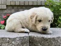 Cody-lt green, a male Golden Retriever for sale in Fordland, MO – 1 of 10