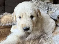 Pammy- purple , a female Golden Retriever for sale in Fordland, MO – 3 of 10