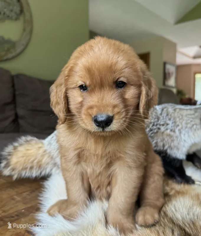 Max-gray – Golden Retriever puppy for sale in Fordland, MO