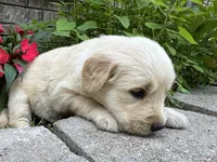 Pammy- purple , a female Golden Retriever for sale in Fordland, MO – 8 of 10