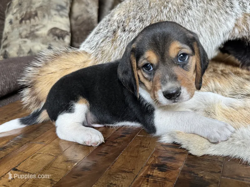 Tyler – Beagle puppy for sale in Fordland, MO