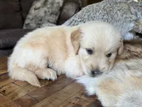 Beau-blue , a male Golden Retriever for sale in Fordland, MO – 2 of 9